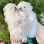Cățeluși Pomeranian de adopție
