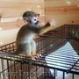mascul maimuță veveriță pentru adopție liberă