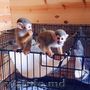 excelente masculi și femele maimuțe veveriță pentru adopție gratuită