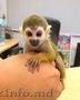 maimuță veveriță gata să dea drumul pentru adopție